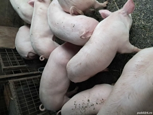 de vânzare  - imagine 3