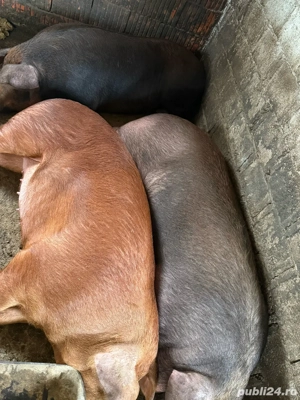 Porci pentru craciun - imagine 4