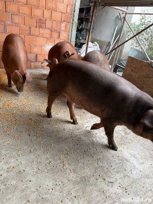 Porci pentru craciun - imagine 3