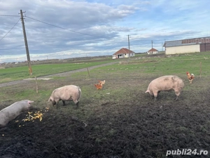 Porci de vanzare - imagine 2