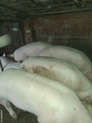 vând porci  - imagine 3