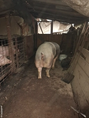 vând porci  - imagine 2