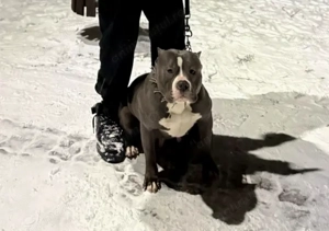 Disponibil femela American Bully  - imagine 3