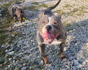 Disponibil femela American Bully  - imagine 2