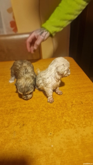 3 fete si 1 baiat  - imagine 2