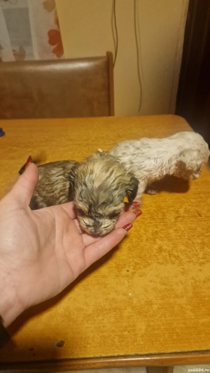 3 fete si 1 baiat  - imagine 3