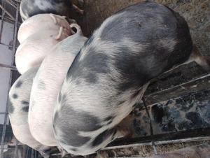 Vând porcii marele alb cu petrean 