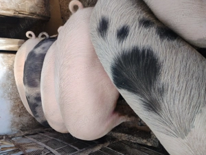 Vând porcii marele alb cu petrean  - imagine 2