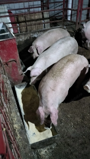 Vând porci top calitate