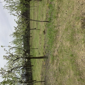 Teren intravilan -localitatea Trusesti jud.Botosani - imagine 4