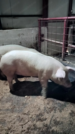 Porci calitate premium - imagine 2