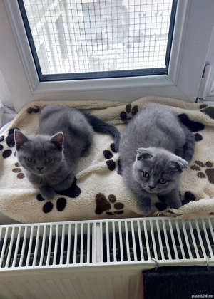 fetite si baietei rasa pura british & scotish - imagine 3