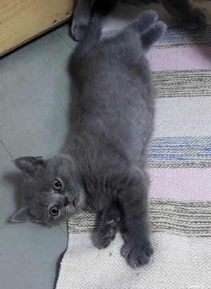 fetite si baietei rasa pura british & scotish - imagine 4