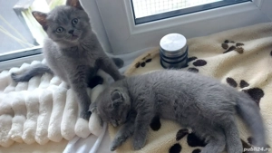 Puiuti pisica rasa british& scotish în vârstă de2 luni - imagine 4