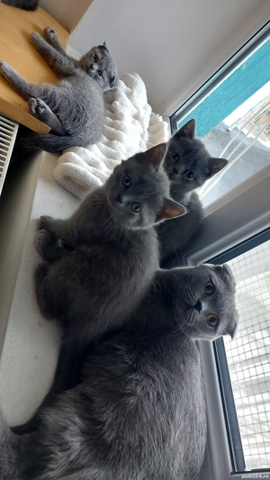 Puiuti pisica rasa british& scotish în vârstă de2 luni - imagine 5