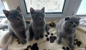 Puiuti pisica rasa british& scotish în vârstă de2 luni