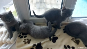 Puiuti pisica rasa british& scotish în vârstă de2 luni - imagine 3