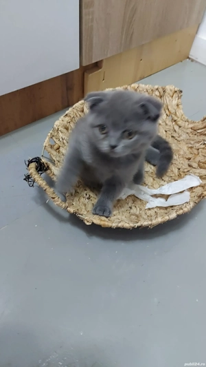 fetite si baietei rasa pura british & scotish - imagine 5