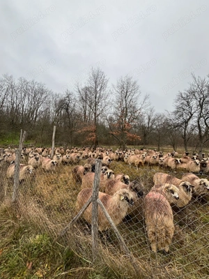 Oi gestante de vânzare 