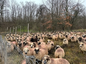 Oi gestante de vânzare  - imagine 2