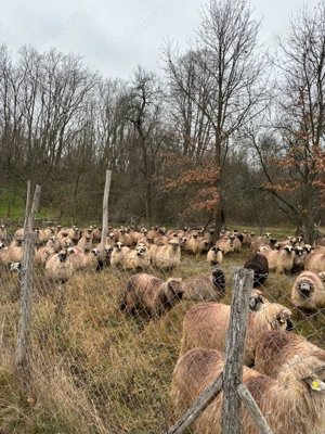 Oi gestante de vânzare  - imagine 4