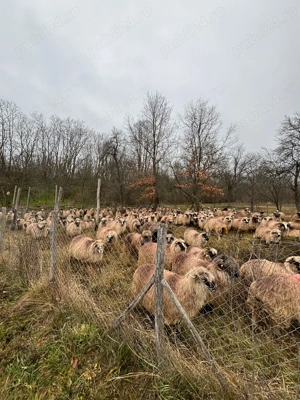 Oi gestante de vânzare  - imagine 3