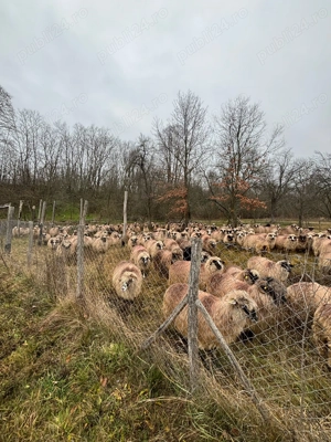 Oi gestante de vânzare  - imagine 5