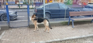 Ciobănesc german  - imagine 3