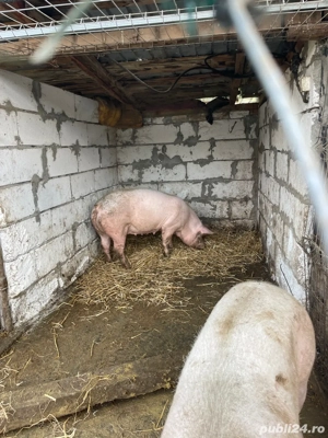 vând porcii - imagine 2