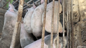 purcei marele alb  35 40 kg