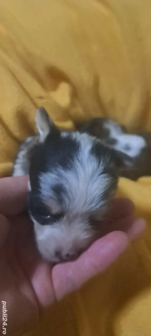 chiuhahua  - imagine 2