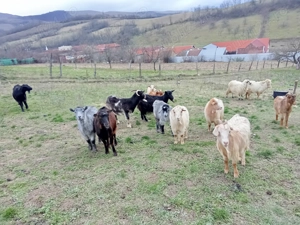 Capre gestante de vânzare 