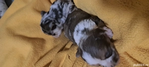 chiuhahua  - imagine 3