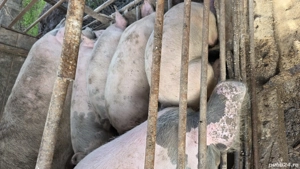 purcei marele alb  35 40 kg - imagine 2