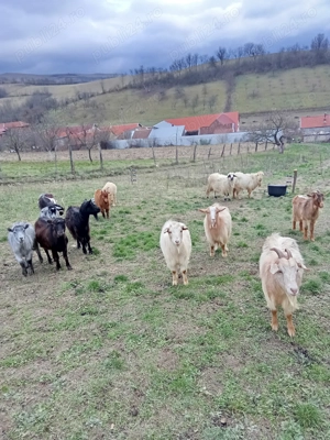 Capre gestante de vânzare  - imagine 2