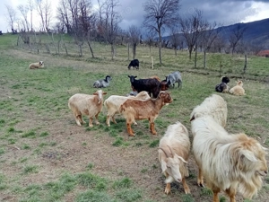 Capre gestante de vânzare  - imagine 5