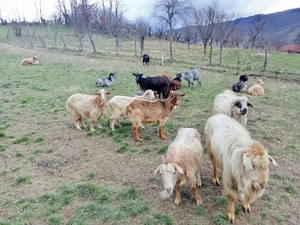 Capre gestante de vânzare  - imagine 3