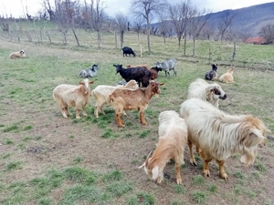 Capre gestante de vânzare  - imagine 4