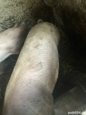 vand porci  - imagine 3