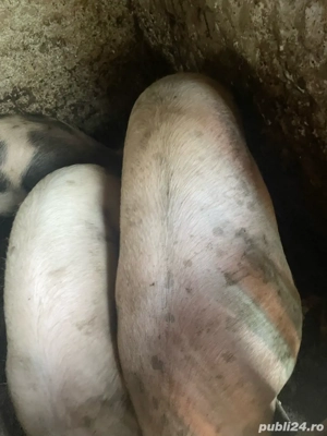 vand porci  - imagine 4