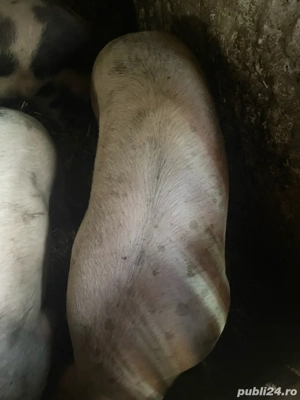 vand porci  - imagine 5