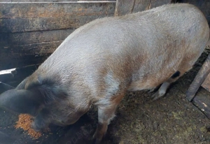 U R G E N T !!! Scroafă de vânzare, potrivită pentru sacrificat!