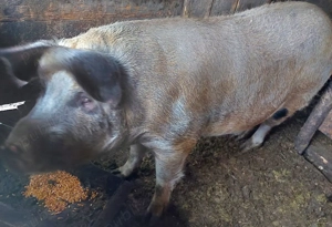 U R G E N T !!! Scroafă de vânzare, potrivită pentru sacrificat! - imagine 2