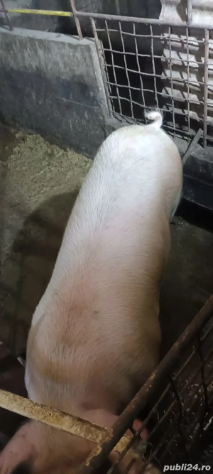 Vand porc  - imagine 2