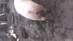 vand porc! - imagine 2