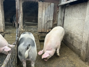 Vând porc marele alb , ultimul disponibil  - imagine 4