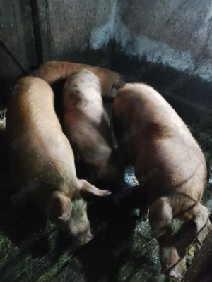 Porci pentru sacrificat - imagine 2