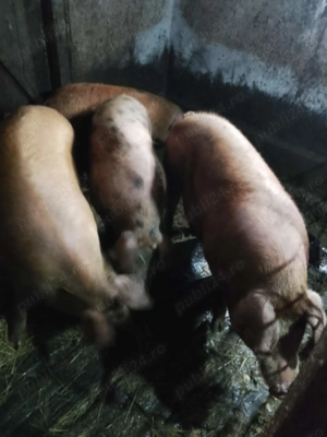 Porci pentru sacrificat - imagine 3