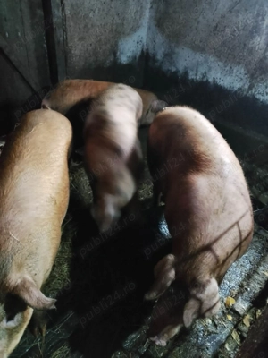 Porci pentru sacrificat