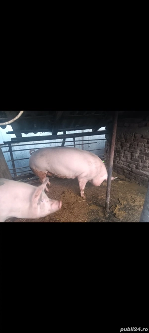  Purceii 80 90 100 120 200 kg - imagine 2